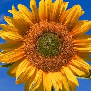 Meet your Posher, Carly